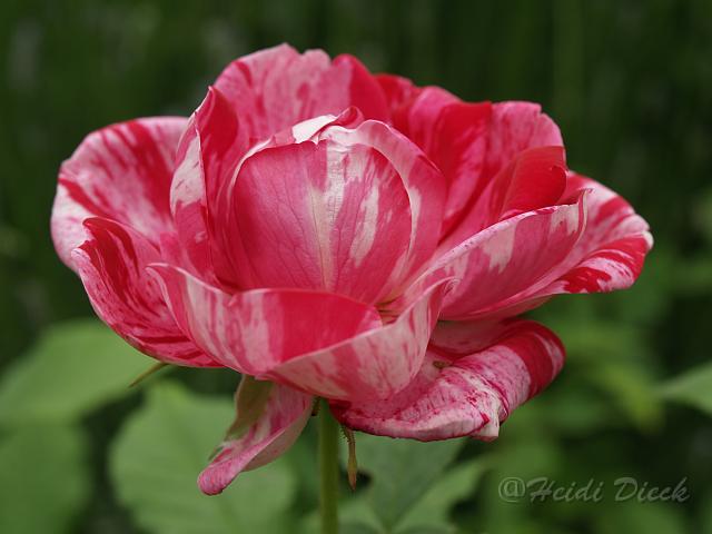 Rosa variegata Di Bologna.JPG